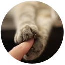 Купание и сушка кошки