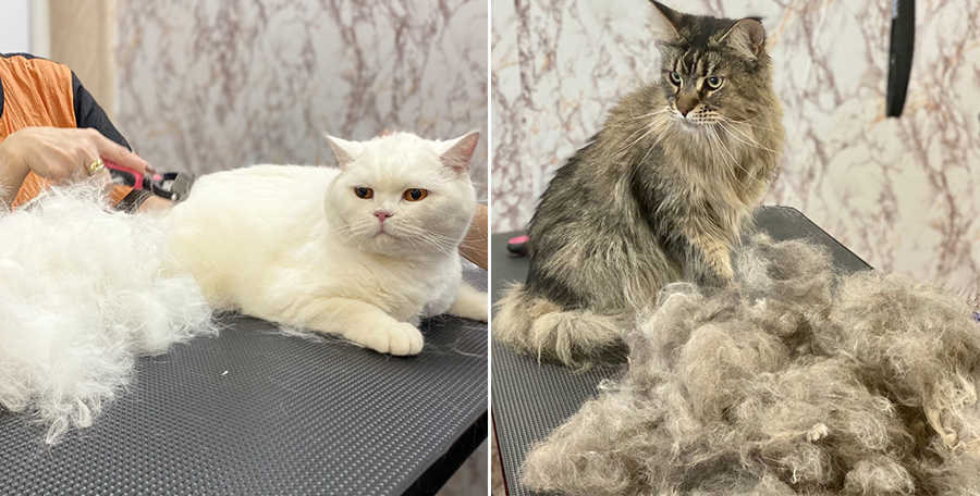Экспресс-линька кошек 2.jpg Экспресс-линька кошек 2.jpg