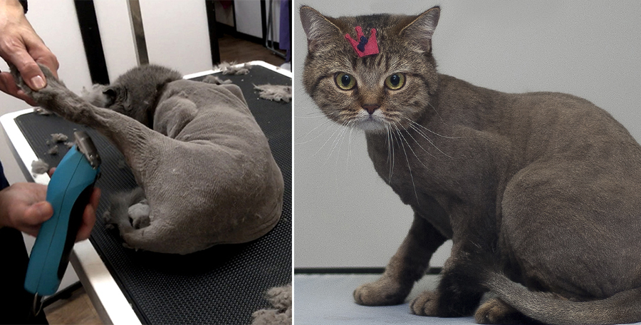 Стрижка кошек 3.jpg