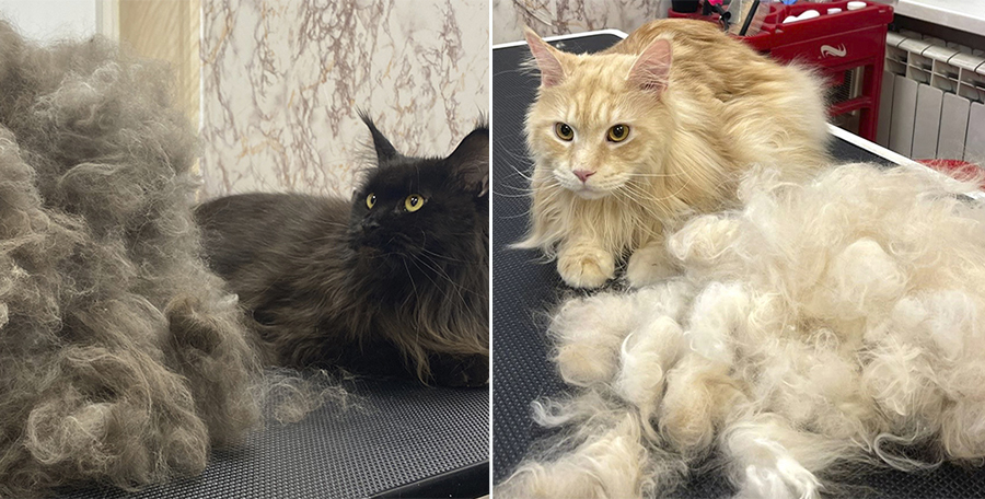 Экспресс-линька кошек 1.jpg Экспресс-линька кошек 1.jpg