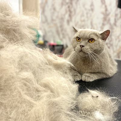 Кошки - домашний царь зверей