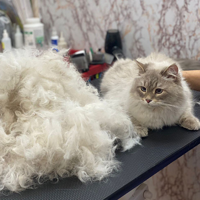 Кошки - домашний царь зверей