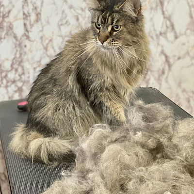 Кошки - домашний царь зверей