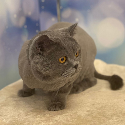 Кошки - домашний царь зверей
