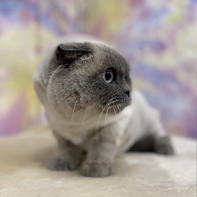Кошки - домашний царь зверей