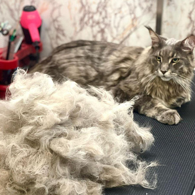 Кошки - домашний царь зверей