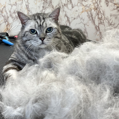 Кошки - домашний царь зверей