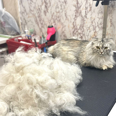 Кошки - домашний царь зверей