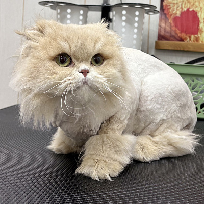 Кошки - домашний царь зверей