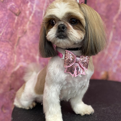 Ши-тцу и пекинесы - курносые аристократы